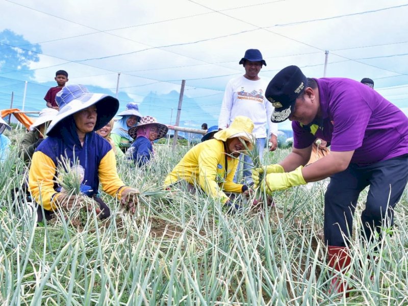 Penjabat Gubernur Sulsel, Bahtiar Baharuddin ikut panen bawang bersama petani di di Desa Bubun Lamba, Kecamatan Anggeraja, Kabupaten Enrekang,  Sabtu (13/1/2024). @Jejakfakta/dok. Humas Pemprov Sulsel