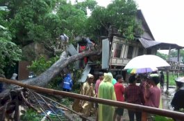 Cuaca Buruk, Pohon Tumbang di Gowa Timpa Rumah Warga