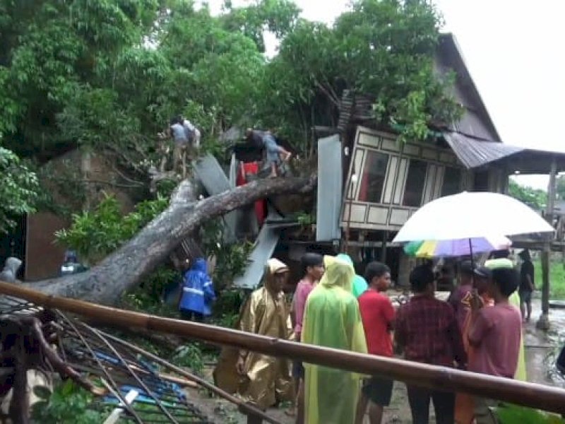 Pohon tumbang menimpa rumah warga di Dusun Kampung Parang, Desa Gentungang, Kecamatan Bajeng Barat, Kabupaten Gowa, Sulawesi Selatan (Sulsel), Senin (15/1/2024). @Jejakfakta/Samsir
