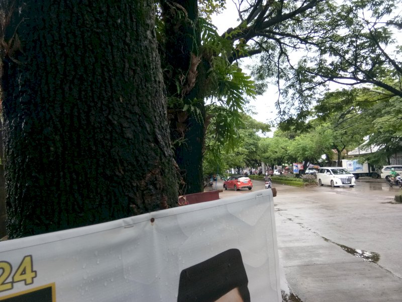 APK peserta Pemilu 2024 marak dipaku ke pohon sepanjang Jl. di Jl. Yusuf Daeng Ngawing, Kota Makassar, Sulsel, Selasa (16/1/2024).(Foto: jejakfakta)