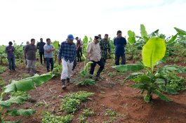 Empat Bulan Lagi Pisang Cavendish di Mare Akan Dipanen