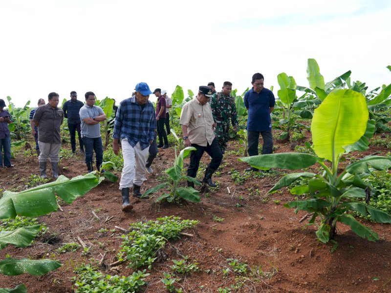 Penjabat Gubernur Sulsel Bahtiar Baharuddin tinjau pisang cavendish yang sudah berumur empat bulan di Kecamatan Mare, Kabupaten Bone, Sabtu (17/2/2024). @Jejakfakta/dok. Humas Pemprov Sulsel