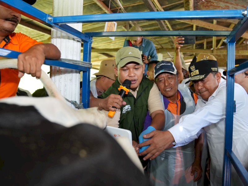 Pj Gubernur Bahtiar Baharuddin menyaksikan proses Inseminasi Buatan (IB), di Desa Cendana, Kecamatan Cendana, Kabupaten Enrekang, Senin (19/2/2024). @Jejakfakta/dok. Humas Pemprov Sulsel