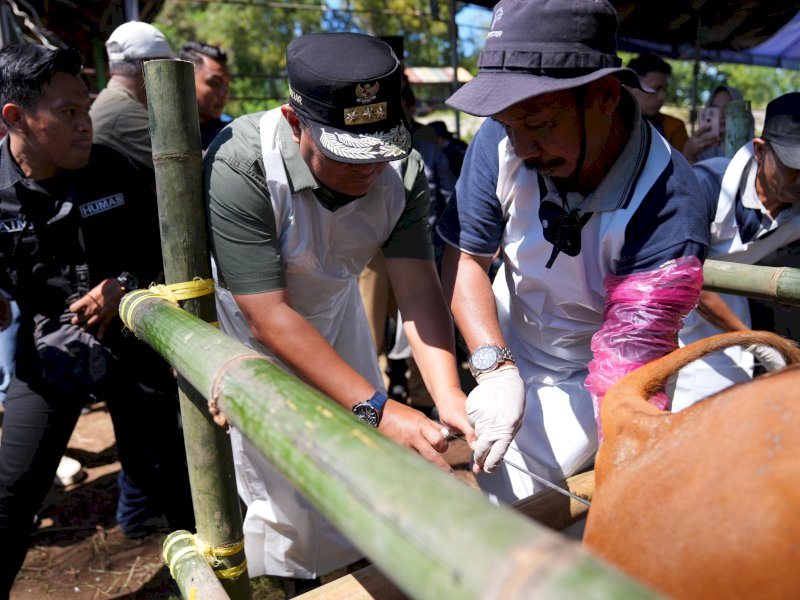 Penjabat Gubernur Sulsel, Bahtiar Baharuddin, melakukan Inseminasi Buatan (IB) dilakukan di Kelurahan Baru Lappa, Kecamatan Watang Pulu, Kabupaten Sidrap, Selasa (20/2/2024). @Jejakfakta/dok. Humas Pemprov Sulsel