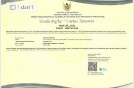 Bupati Soppeng Sertifikasi Bibit Cabai Tampaning, Bahtiar: Luar Biasa