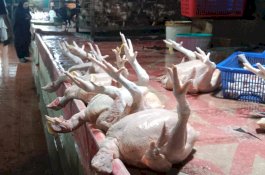 2 Hari Jelang Ramadan, Harga Ayam Potong di Pasar Toddopuli Tembus Rp 65.000