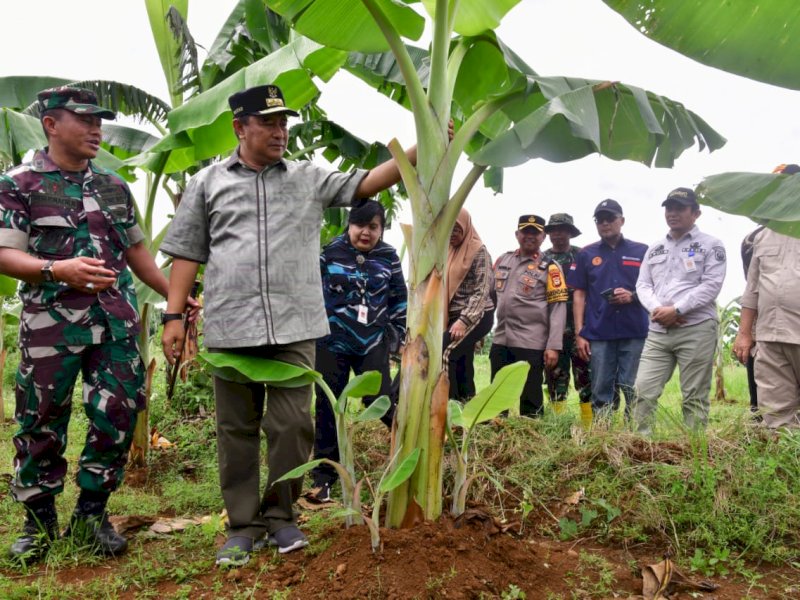 Pj Gubernur Sulsel Bahtiar Baharuddin mengunjungi lahan pisang Cavendish Kodim 1409 Gowa di Tamarunang, Kecamatan Somba Opu, Kabupaten Gowa, Selasa (12/3/2024). @Jejakfakta/dok. Humas Pemprov Sulsel