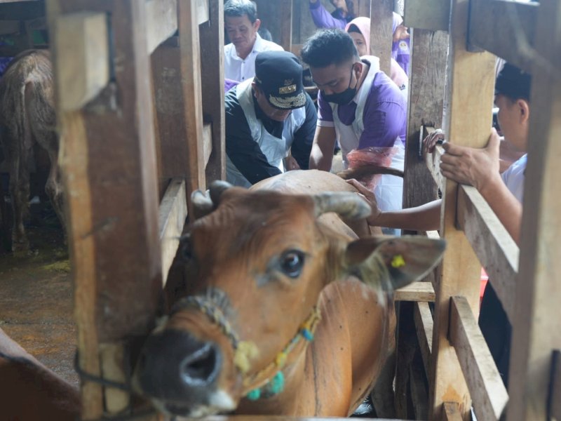 Program inseminasi buatan pelayanan kesehatan hewan dan optimalisasi pakan ternak asal limbah pertanian, juga dilakukan di Desa Ajjalireng, Kecamatan Tellu Siattinge, Kabupaten Bone, Rabu (13/3/2024). @Jejakfakta/dok. Humas Pemprov Sulsel