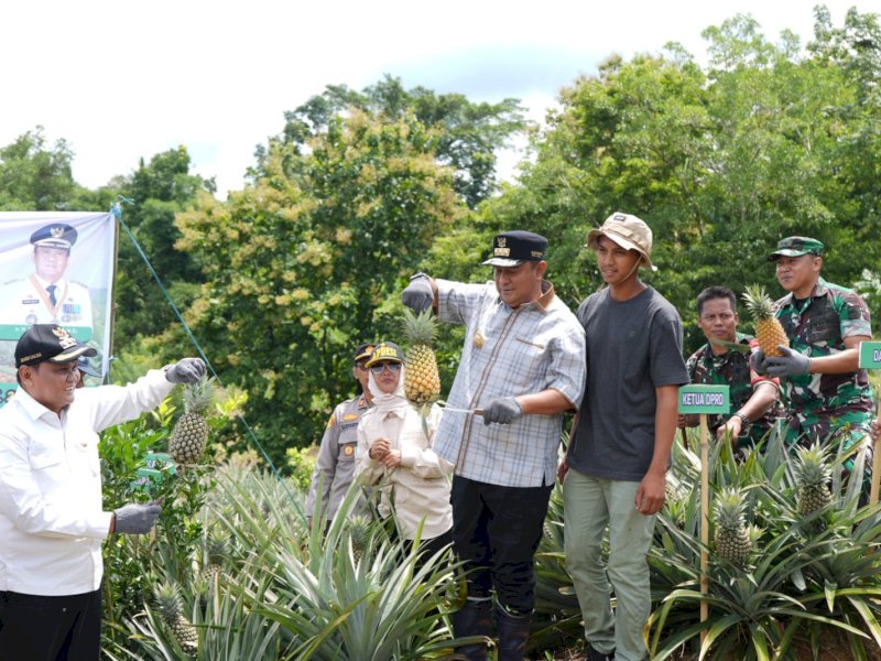Penjabat Gubernur Sulsel, Bahtiar Baharuddin, panen nanas di Dusun Bette, Desa Jangan-Jangan, Kecamatan Pujananting, Kabupaten Barru, Jumat (22/3/2024). @Jejakfakta/dok. Humas Pemprov Sulsel