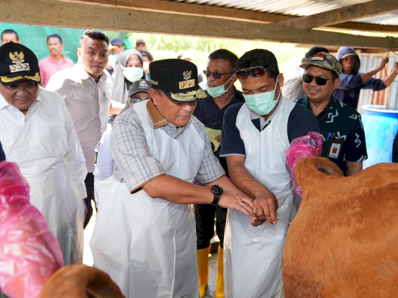 Penjabat Gubernur Sulsel, Bahtiar Baharuddin, mendorong program Inseminasi Buatan di Kabupaten Barru, Jumat (22/3/2024). @Jejakfakta/dok. Humas Pemprov Sulsel