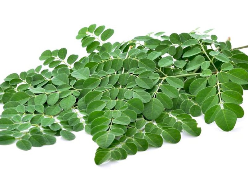 Ilustrasi daun kelor(shutterstock)
