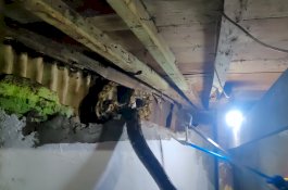 Tujur Ular Piton Dievakuasi Tim Damkar Makassar Selama Dua Bulan Terakhir