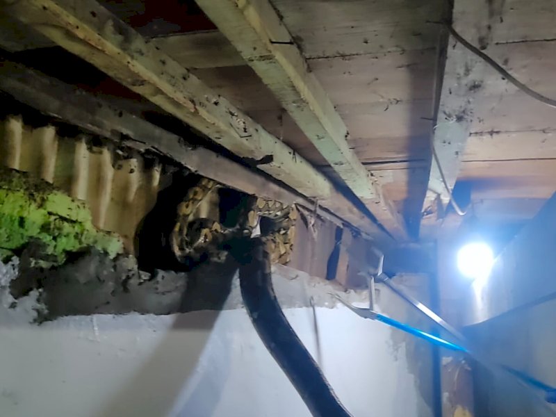 Petugas Damkar Makassar melakukan evakuasi ular piton di pemukiman warga Kelurahan Maccini Gusung, Kota Makassar, Senin (15/4/2024). @Jejakfakta/dok. Damkar Makassar