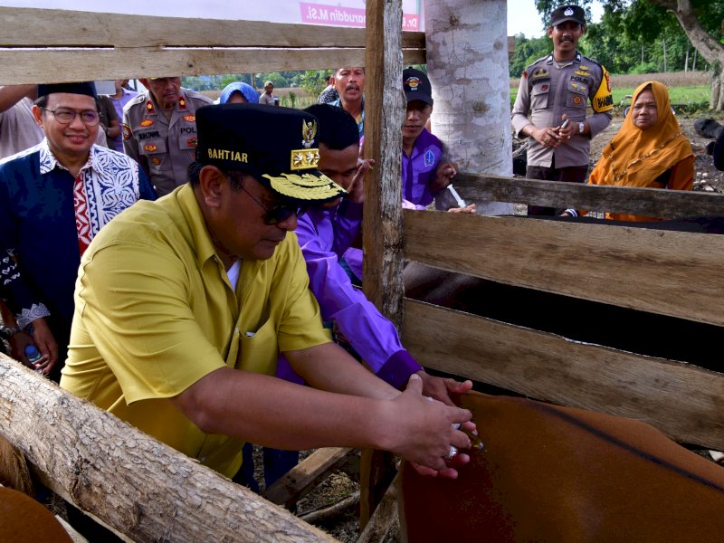  Penjabat Gubernur Sulawesi Selatan, Bahtiar Baharuddin, telah mengambil langkah progresif dengan melaksanakan program Inseminasi Buatan (IB) di Kecamatan Cina, Kabupaten Bone, Jumat (19/4/2024). @Jejakfakta/dok. Humas Pemprov Sulsel 