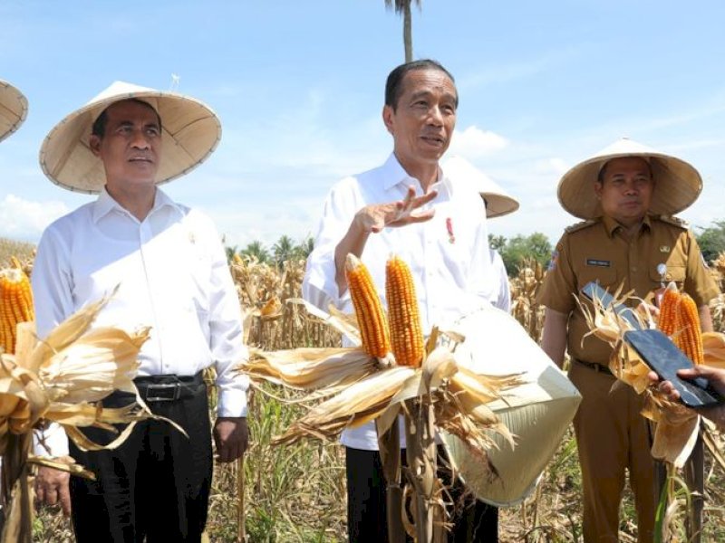 Presiden Republik Indonesia (RI) Joko Widodo bersama Menteri Pertanian (Mentan) Andi Amran Sulaiman saat meninjau panen raya jagung di Desa Kotaraja, Kecamatan Dulupi, Kabupaten Boalemo, Provinsi Gorontalo, Senin (22/4/2024).(DOK. Humas Kementan)