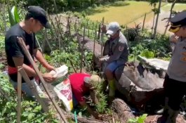 Nekat Tanam Ganja di Kebun, Polisi Amankan 2 Warga Lunjen Enrekang