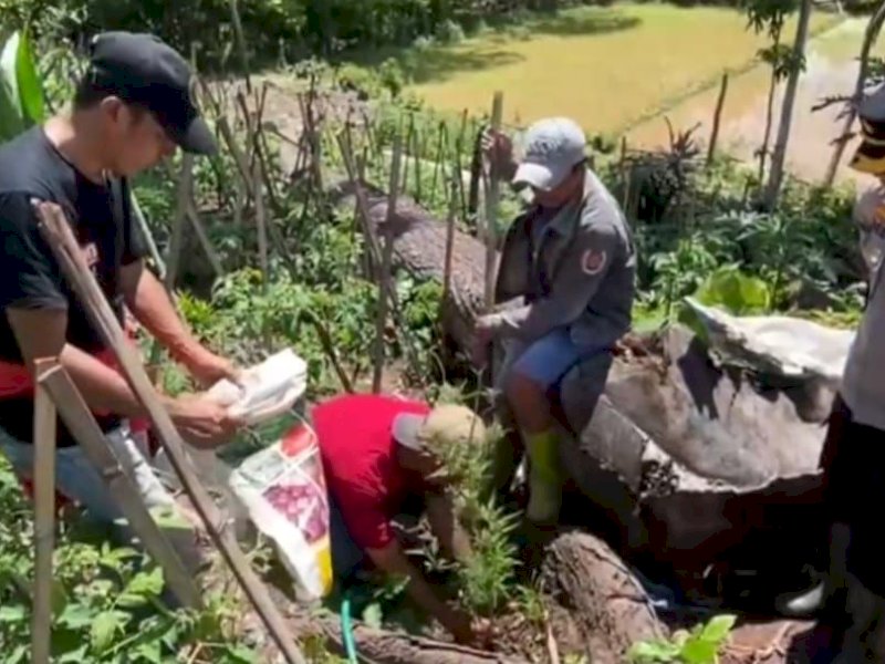 Polisi menemukan pohon ganja yang ditanam di lahan perekebunan dan diperkirakan telah berumur 8 bulan di Desa Kecamatan Buntu Batu, Kabupaten Enrekang, Kamis (25/4/2024). @Jejakfakta/dok. Humas Polres Enrekang