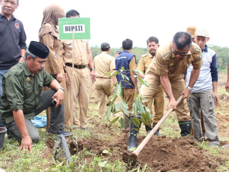 Bupati Bulukumba Andi Muchtar Ali Yusuf melakukan penanaman pohon buah bibt unggul. @Jejakfajta/dok. Humas Pemkab Bulukumba