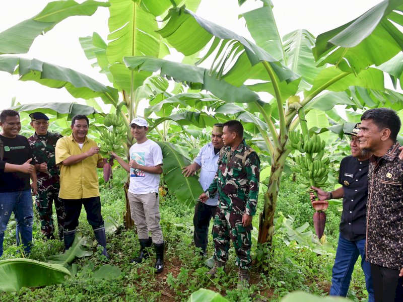 Penjabat Gubernur Sulsel, Bahtiar Baharuddin,  memperlihatkan Budidaya pisang cavendish
yang ditanam oleh warga telah berbuah. @Jejakfakta/dok. Humas Pemprov Sulsel
