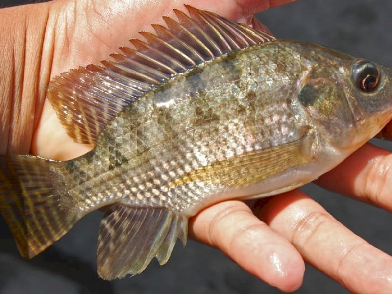 Ikan Nila. (Wikipedia).