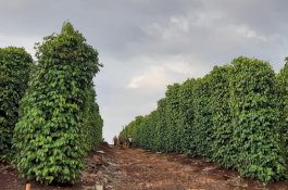 Asosiasi Petani Lada Loeha Raya Menolak tegas segala bentuk Kegiatan PT Vale Indonesia di Loeha Raya