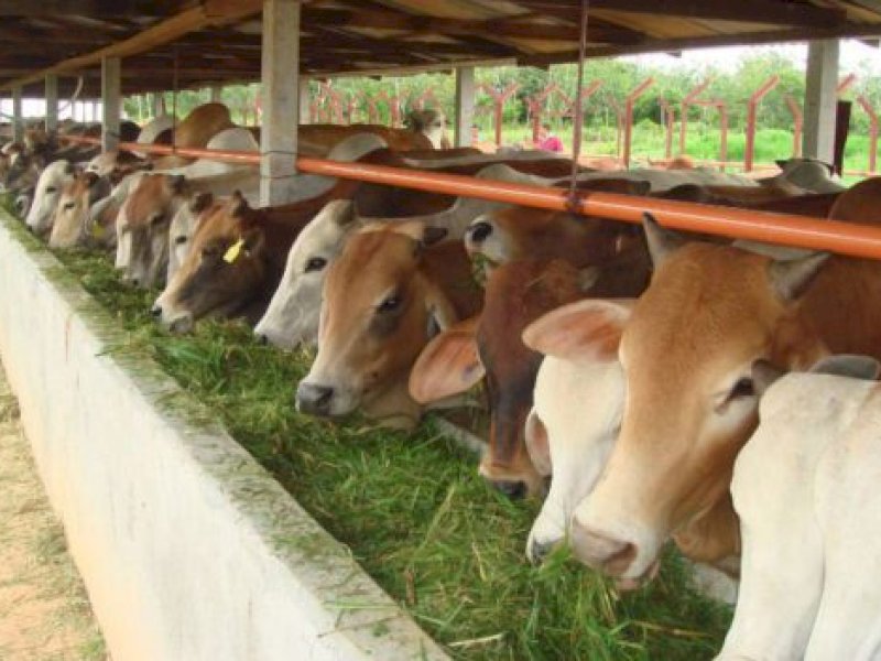 Sebanyak 62 hewan kurban yang akan disembelih oleh Pemkot Makassar dalam perayaan Idul Adha 1445 Hijriah. @Jejakfakta/dok. Humas Pemkot Makassar