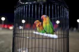 350 Peserta Lomba Kicau Burung, Ramaikan Zona 5 F8 Makassar