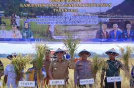 Bupati MYL Panen Raya Padi Musim Tanam II Daerah Irigasi Tabo-tabo