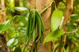 Cara Haluskan Kerutan di Wajah dengan Ekstrak Vanili