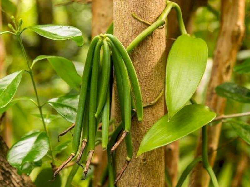 Vanili (Vanilla planifolia). (Foto: landarchs.com).