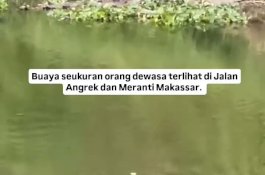 Buaya Muncul di Pinggir Kanal Perumahan Elit Makassar Gegerkan Warga