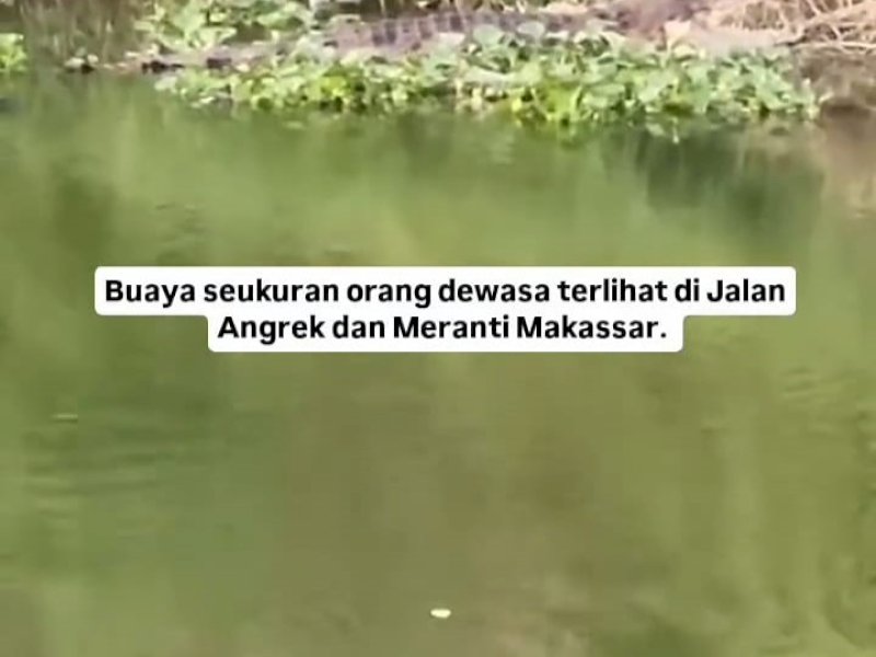  Seekor buaya muncul dipermukaan inspeksi kanal Jalan Anggrek Raya, Kecamatan Panakkukang, Kota Makassar, Sulawesi Selatan (Sulsel), Sabtu, (28/9/2024) sore. @Jejakfakta/Tangkapan Layar