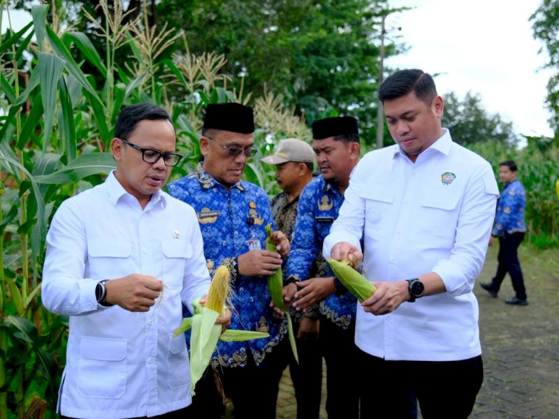 Bupati Gowa, Adnan Purichta Ichsan bersama Mendagri RI, Bima Arya Sugiarto memetik jagung disela pertemuan di Rujab Bupati Gowa, Jumat (17/1/2025). @Jejakfakta/dok. Humas Pemkab Gowa