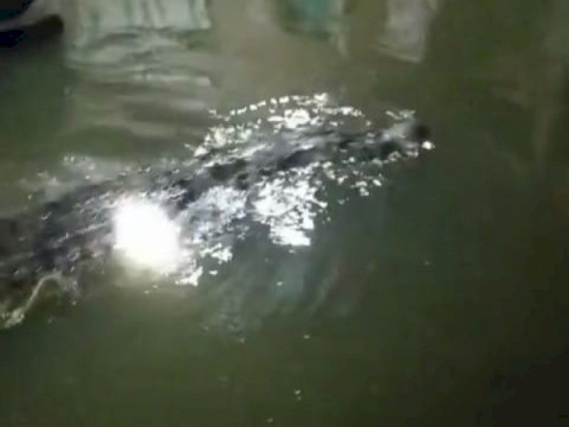 Seekor buaya besar muncul ke permukaan, membuat warga setempat panik di Kelurahan Tamangapa, Kecamatan Manggala, Kota Makassar, pada Rabu malam (12/2/2025). @Jejakfakta/Tangkapan Layar