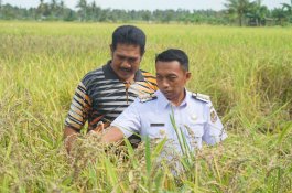 Syaharuddin Alrif Dorong Petani Sidrap Gunakan Pupuk Organik