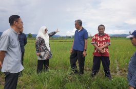Wabup Puspa Tinjau Lahan Sawah yang Terserang Hama Tikus di Mahalona