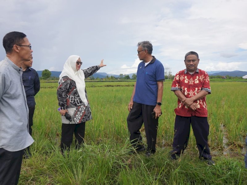 Wakil Bupati Luwu Timur, Puspawati Husler melakukan kunjungan lapangan ke lahan sawah yang terserang hama tikus di Desa Libukan Mandiri dan Desa Buangin, Kecamatan Towuti, Jumat (14/03/2025). @Jejakfakta/dok. Humas Pemkab Lutim
