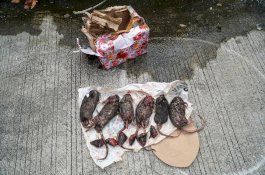 Teror Beruntun ke Tempo, AJI Jakarta dan LBH Pers Desak Penegakan Hukum Tegas