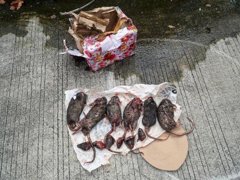Enam bangkai tikus yang dipenggal yang dilemparkan seseorang pada Sabtu, 22 Maret 2025, pukul 02.11 WIB. @Dok. Tempo/Martin Yogi Pardamean