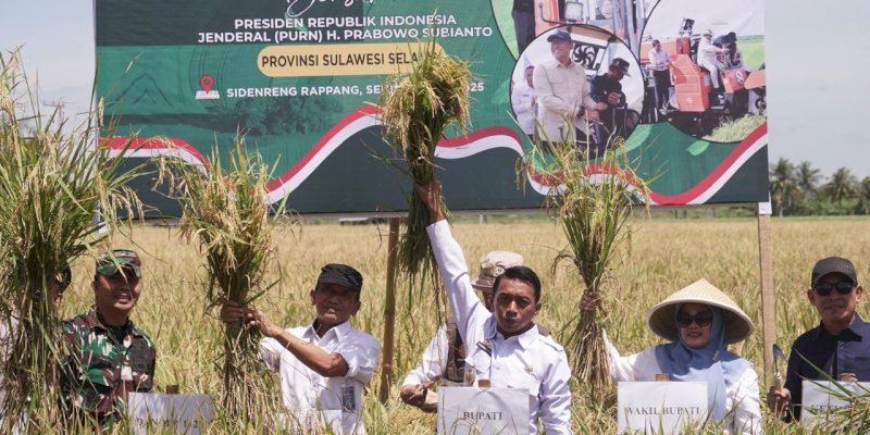 Panen Raya Padi di Sidrap, Harga Gabah Tertinggi Tembus Rp6.800 per Kilogram