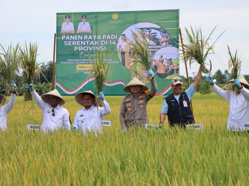 Bupati dan Wakil Bupati Kabupaten Luwu, Patahudding-Muh. Dhevy Bijak saat panen raya nasional padi di Seppong, Belopa Utara, Senin (7/4/2025). @Jejakfakta/dok. Istimewa