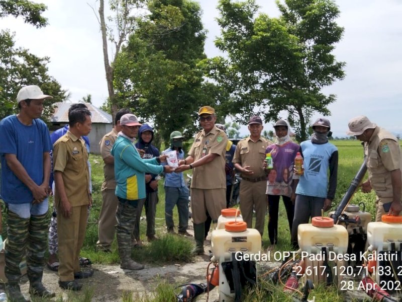 Dinas Pertanian dan Ketahanan Pangan, bersama Instalasi Pengamatan, Peramalan, dan Pengendalian Organisme Pengganggu Tumbuhan (IP3OPT) Wilayah II Luwu, melaksanakan OPT di Klota Labongko, Desa Kalatiri, Kecamatan Burau, Senin (28/04/2025). @Jejakfakta/dok. Humas Pemkab Lutim