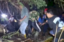 Sapi Terjun ke Kolam Sedalam 3 Meter di Makassar, Berhasil Diselamatkan Tim Damkar