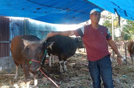 Permintaan Sapi Kurban di Makassar Mulai Meningkat, Dalam 5 Hari Mahmuddin Jual 30 Ekor