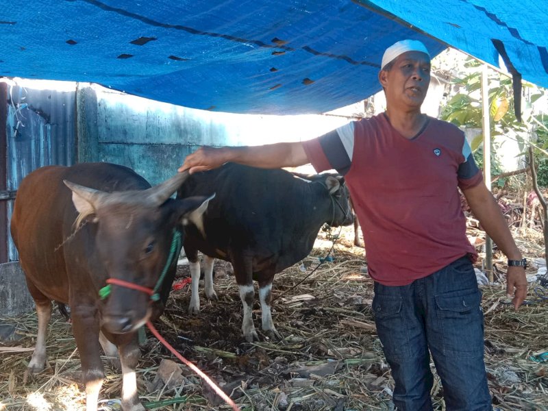 Mahmuddin (63), penjual sapi kurban di Makassar. @Jejakfakta/Samsir