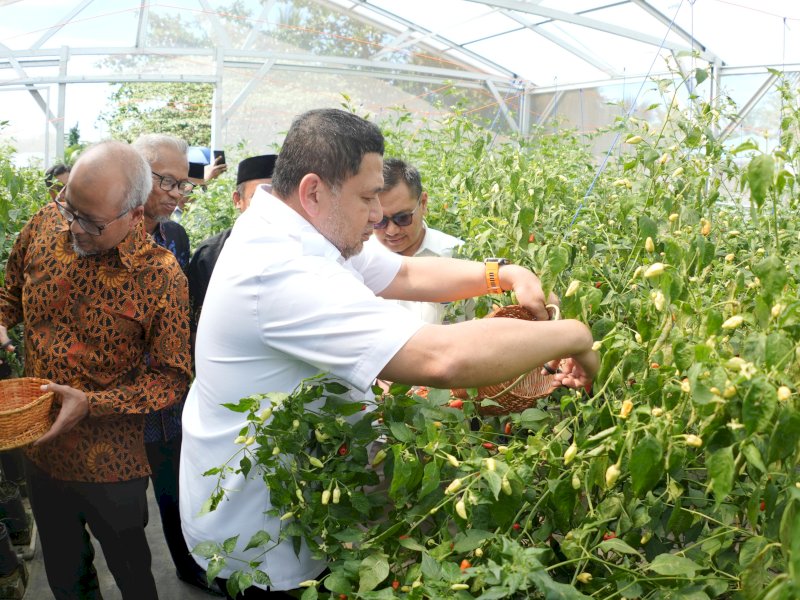 Wali Kota Makassar, Munafri Arifuddin,  saat menghadiri kegiatan panen raya cabai rawit di Pondok Pesantren Darul Aman Gombara, Kecamatan Biringkanaya, Rabu (4/6/2025). @Jejakfakta/dok. Humas Pemkot Makassar