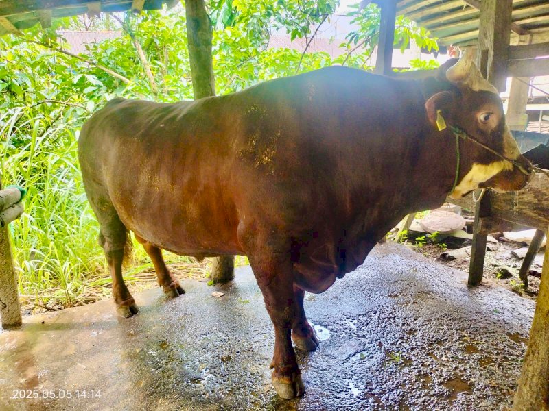 Satu ekor sapi Simental berusia empat tahun dengan berat 832 kilogram, hewan kurban dari Bantuan Kemasyarakatan Presiden RI (Banpres) untuk Kabupaten Bulukumba. @Jejakfakta/dok. Humas Pemkab Bulukumba