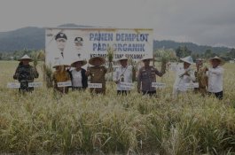Bupati dan Wabup Lutim Panen Padi Organik di Demplot Karambua