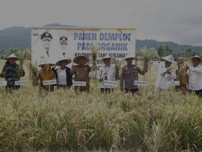 Bupati Luwu Timur, Irwan Bachri Syam, bersama Wakil Bupati Puspawati Husler, menghadiri panen demplot padi organik milik Kelompok Tani Sukamaju di Desa Karambua, Kecamatan Wotu, Selasa (10/6/2025). @Jejakfakta/dok. Humas Pemkab Lutim