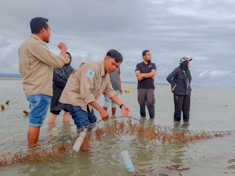Andi Fatahuddin, Ketua Saukang saat meninjau lokasi rumput laut di Kelurahan Dannuang. @Jejakfakta/dok. Balang Institute